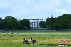 美国专家：美政府关税行动“不合法”全球经